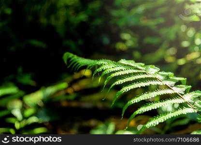 Beautiful background made with young green fern leaves.Fresh green nature fern leaves background