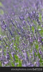Beautiful background of blooming lavender in summer