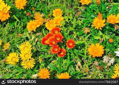 Beautiful background of garden flowers