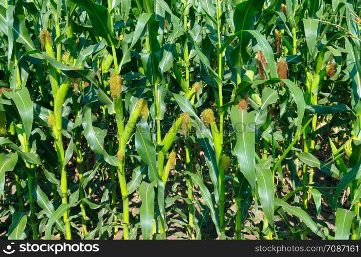 Beautiful background of green stalks and corn cobs. Summer day.