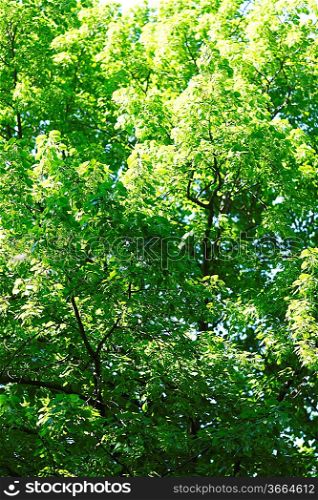 Beautiful background of linden tree at sunny day