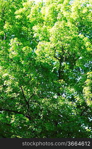 Beautiful background of linden tree at sunny day