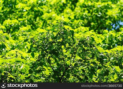Beautiful background of linden tree at sunny day
