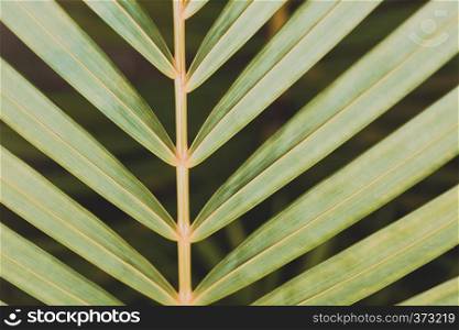 beautiful background of palm leaf, wallpaper