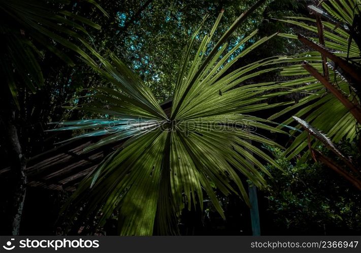 Beautiful background on Green sugar palm leaf in the morning sunlight. Nature light and shadows art on green palm leaves, No focus, specifically.