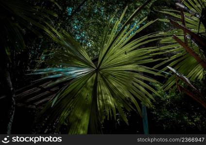 Beautiful background on Green sugar palm leaf in the morning sunlight. Nature light and shadows art on green palm leaves, No focus, specifically.
