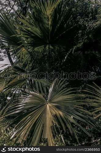 Beautiful background on Green sugar palm leaf in the morning sunlight. Nature light and shadows art on green palm leaves, No focus, specifically.