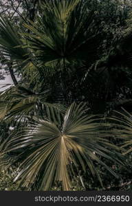 Beautiful background on Green sugar palm leaf in the morning sunlight. Nature light and shadows art on green palm leaves, No focus, specifically.