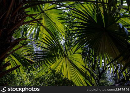 Beautiful background on Green sugar palm leaf in the morning sunlight. Nature light and shadows art on green palm leaves, Selective focus.