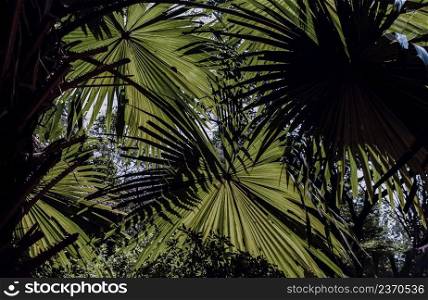 Beautiful background on Green sugar palm leaf in the morning sunlight. Nature light and shadows art on green palm leaves, Selective focus.
