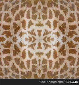 Beautiful background pattern made from Giraffe skin