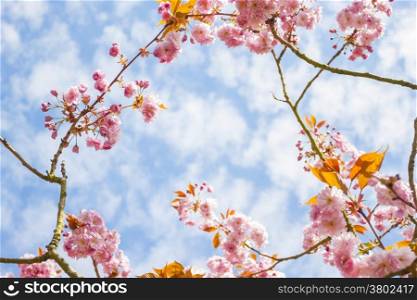 Beautiful background with pink flower branch against a blue sky