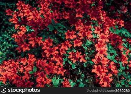Beautiful background with red flowers