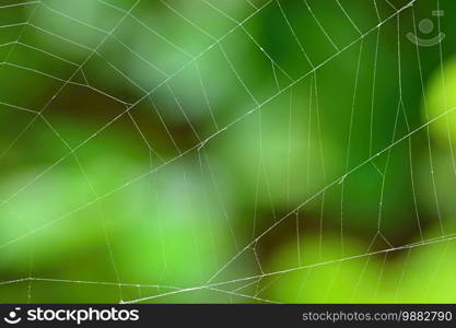 Beautiful background with spider web. Macro shot.