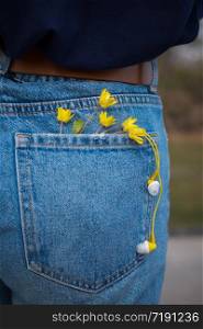beautiful background. yellow flowers and headphones in jeans pocket