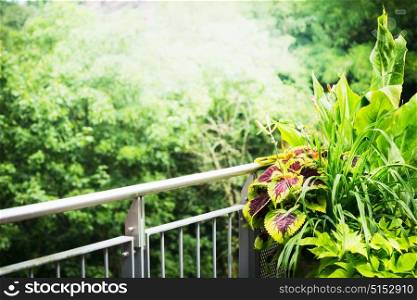 Beautiful Balcony and terrace plant with sunbeam at green nature background