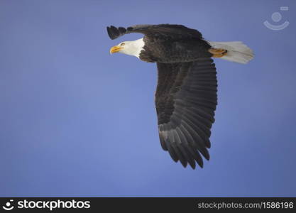 Beautiful Bald Eagle in flight on dark blue sky.