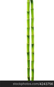 beautiful bamboo isolated on green background