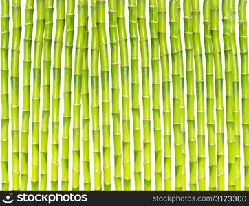 beautiful bamboo isolated on white background