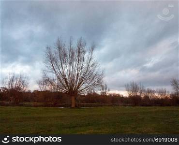 beautiful bare autumn tree dedham empty countryside sky grass landscape; essex; england; uk