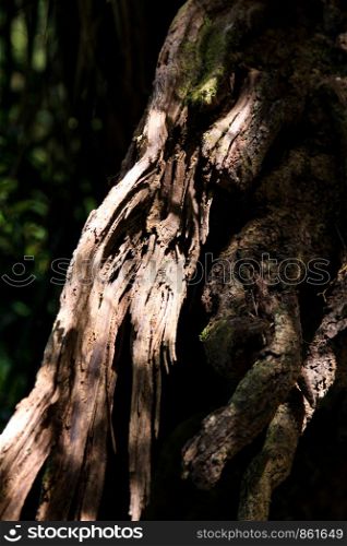 Beautiful bark of tree in light play of sun with light and shadow