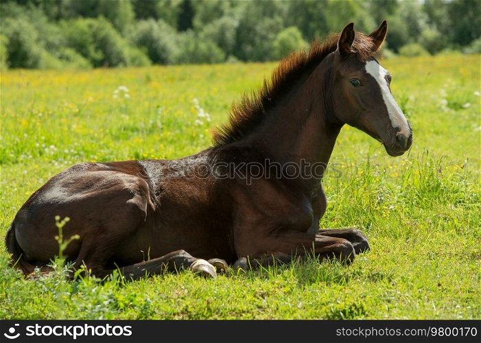  beautiful bay colt laying  at  pasture. herd life. summer sunny day