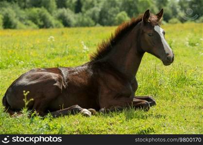  beautiful bay colt laying  at  pasture. herd life. summer sunny day