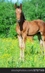 beautiful bay foal posing freely at pasture.  sunny smmer day