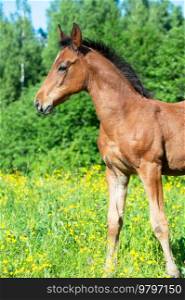 beautiful bay foal posing freely at pasture.  sunny smmer day