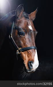 Beautiful bay horse portrait on dark background