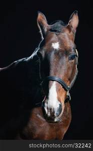 Beautiful bay horse portrait on dark background