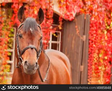 beautiful bay sportive horse autumn portrait
