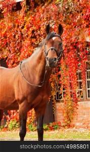 beautiful bay sportive stallion autumn portrait