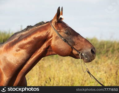 beautiful  bay  sportive  stallion posing in field. cloudy day