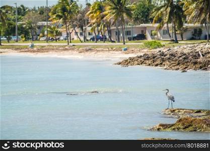 beautiful beach and ocean scenes in florida keys