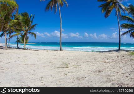 beautiful beach and tropical sea