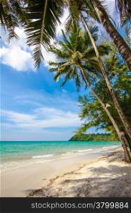 beautiful beach and tropical sea. Palm and tropical beach