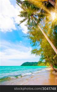 beautiful beach and tropical sea. Palm and tropical beach. beautiful beach and tropical sea. Palm and tropical beach