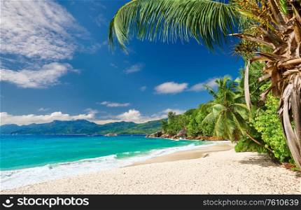 Beautiful beach Anse Soleil with palm tree at Seychelles, Mahe