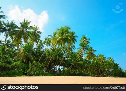 Beautiful beach on tropical island with coconut palm trees and clean sand at clear sunny summer day