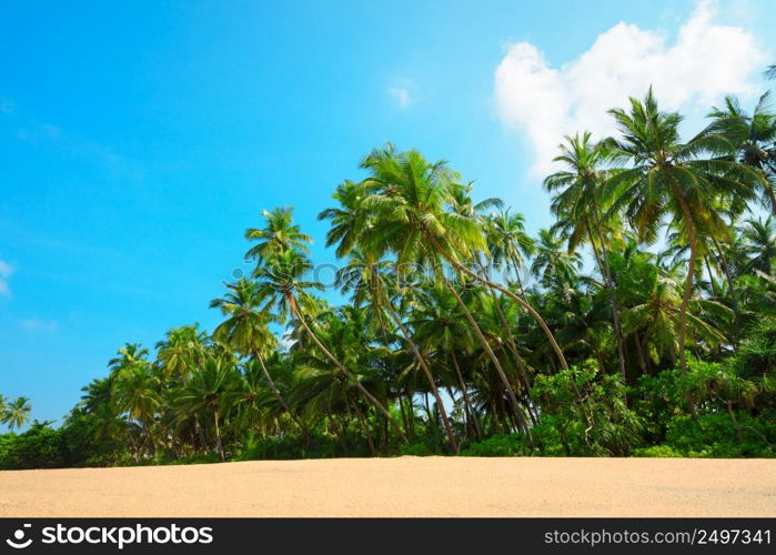 Beautiful beach on tropical island with coconut palm trees and clean sand at clear sunny summer day