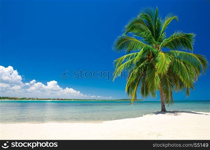 Beautiful beach. View of nice tropical beach with palms around. Holiday and vacation concept.