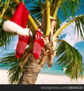 Beautiful beach with palm tree at christmas