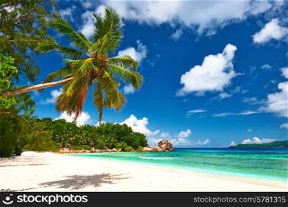 Beautiful beach with palm tree at Seychelles, La Digue.