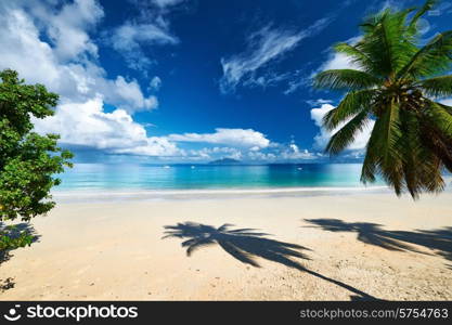 Beautiful beach with palm tree at Seychelles, Mahe