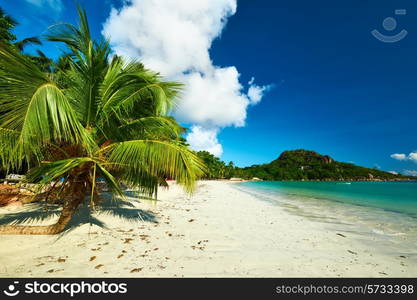 Beautiful beach with palm tree at Seychelles, Praslin, Cote d&rsquo;Or