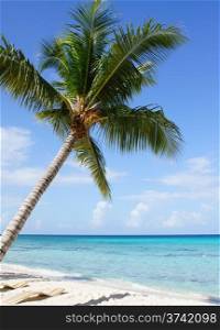 Beautiful beach with palm tree in the Dominican Republic, Caribbean