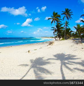 Beautiful beach with palm trees