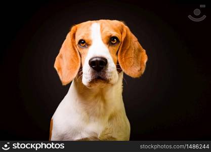 Beautiful beagle dog isolated on black background. Studio shoot.. Beautiful beagle dog isolated on black background. Studio shoot