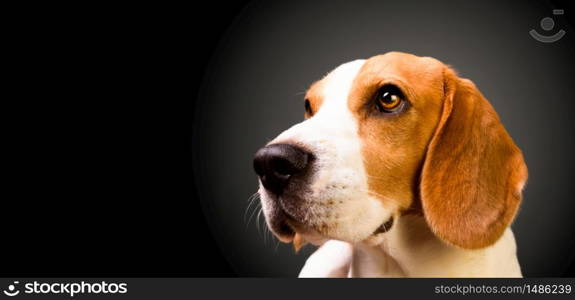 Beautiful beagle dog isolated on black background. Studio shoot. Copy space on right.. Beautiful beagle dog isolated on black background. Studio shoot. Copy space on right